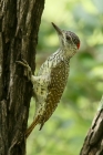 Golden tailed Woodpecker by Mick Dryden