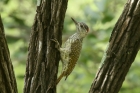 Golden tailed Woodpecker by Mick Dryden