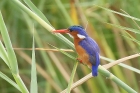 Malachite Kingfisher by Mick Dryden