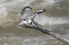 Pied Kingfisher by Mick Dryden