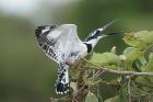 Pied Kingfisher by Mick Dryden