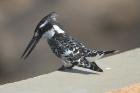 Pied Kingfisher by Mick Dryden