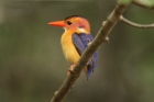 African Pygmy Kingfisher by Mick Dryden