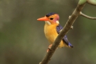 African Pygmy Kingfisher by Mick Dryden