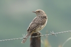 Red throated Wryneck by Mick Dryden