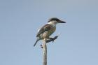 Striped Kingfisher by Mick Dryden Striped Kingfisher by Mick Dryden