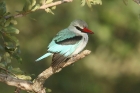 Woodland Kingfisher by Mick Dryden