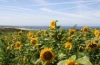 Sunflowers above St Ouen's Bay by Mick Dryden