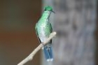 Green-crowned Brilliant by Mick Dryden