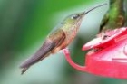 Rufous-tailed Hummingbird by Mick Dryden