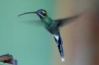 White-whiskered Hermit by Mick Dryden