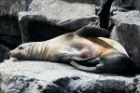 Galapagos Fur Seal by Mick Dryden