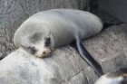 Galapagos Fur Seal by Mick Dryden