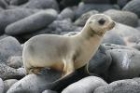 Galapagos Sea Lion by Lynne Dryden