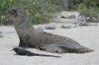 Galapagos Sea Lion by Mick Dryden