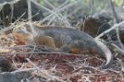 Land Iguana by Mick Dryden Land Iguana by Mick Dryden