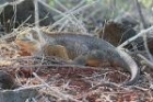 Land Iguana by Mick Dryden