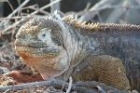 Land Iguana by Mick Dryden