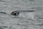 Sperm Whale by Mick Dryden