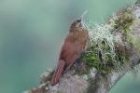 Montane Woodcreeper by Mick Dryden
