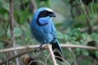 Turquoise Jay by Mick Dryden Turquoise Jay by Mick Dryden