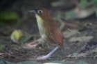Yellow-breasted Antpitta by Mick Dryden