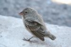 Medium Ground Finch by Mick Dryden