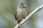 Medium Ground Finch by Mick Dryden