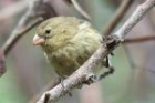 Small Tree Finch by Mick Dryden