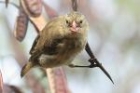 Small Tree Finch by Mick Dryden