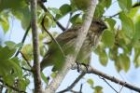 Vegetarian Finch by Mick Dryden