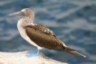 Blue-footed Booby by Lynne Dryden