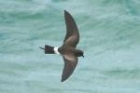 Elliot's Storm Petrel by Mick Dryden