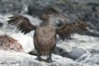 Flightless Cormorant by Mick Dryden