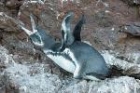 Galapagos Penguin by Mick Dryden