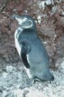 Galapagos Penguin by Mick Dryden