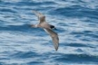 Galapagos Petrel by Mick Dryden