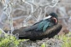 Great Frigatebird by Mick Dryden