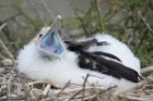 Great Frigatebird by Mick Dryden Great Frigatebird by Mick Dryden