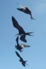 Great Frigatebird by Mick Dryden