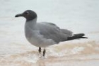 Lava Gull by Mick Dryden