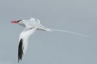 Red-billed Tropicbird by Mick Dryden