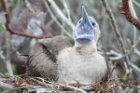 Red-footed Booby by Mick Dryden