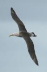 Waved Albatross by Mick Dryden