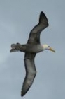 Waved Albatross by Mick Dryden