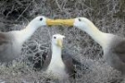 Waved Albatross by Mick Dryden Waved Albatross by Mick Dryden