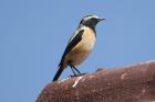 Buff-streaked Chat by Mick Dryden