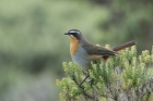Cape Robin Chat by Mick Dryden