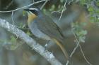 Cape Robin Chat by Mick Dryden Cape Robin Chat by Mick Dryden
