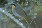 Cape Robin Chat by Mick Dryden